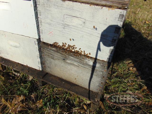 (199) Bee hives, (100) good hives with live bees & honey,